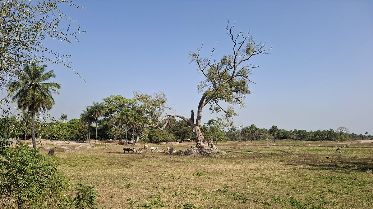 In de buurt van Kassagne, Gambia